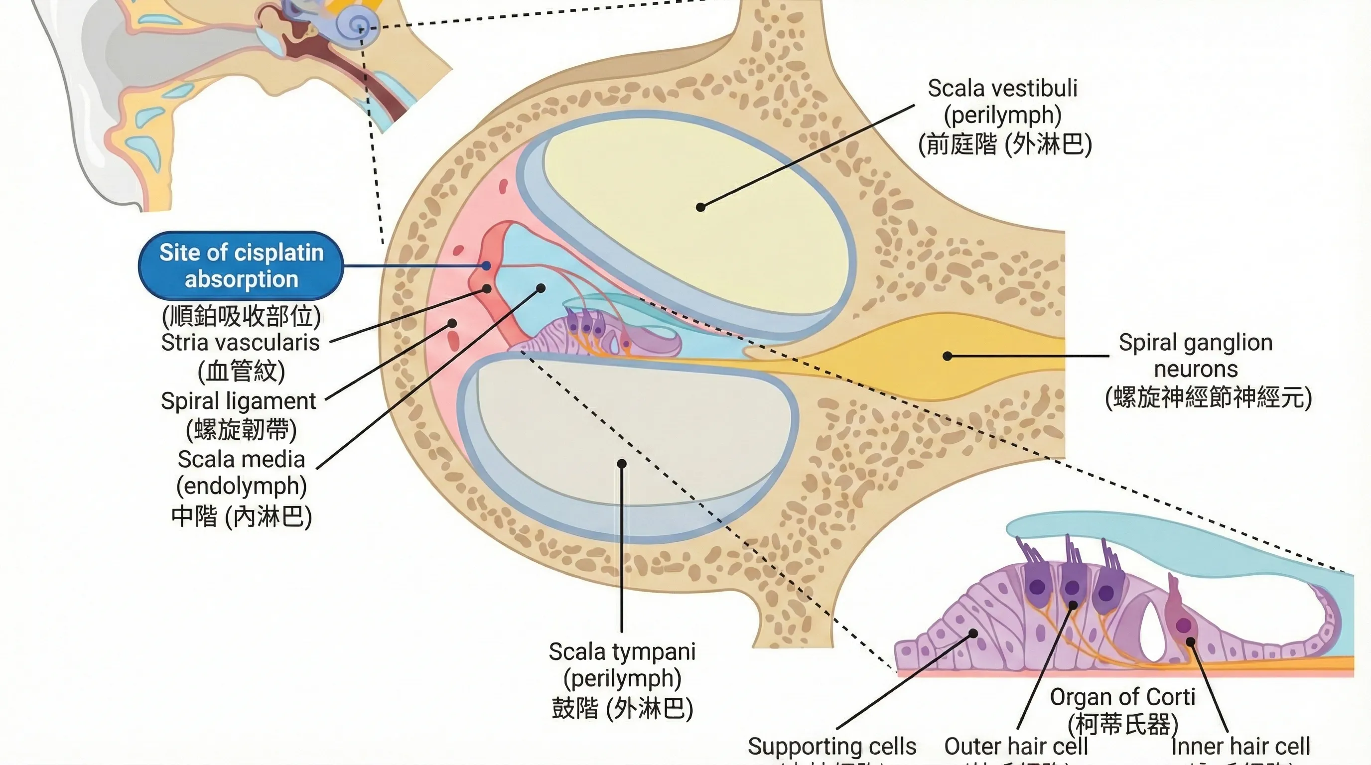 耳蝸構造