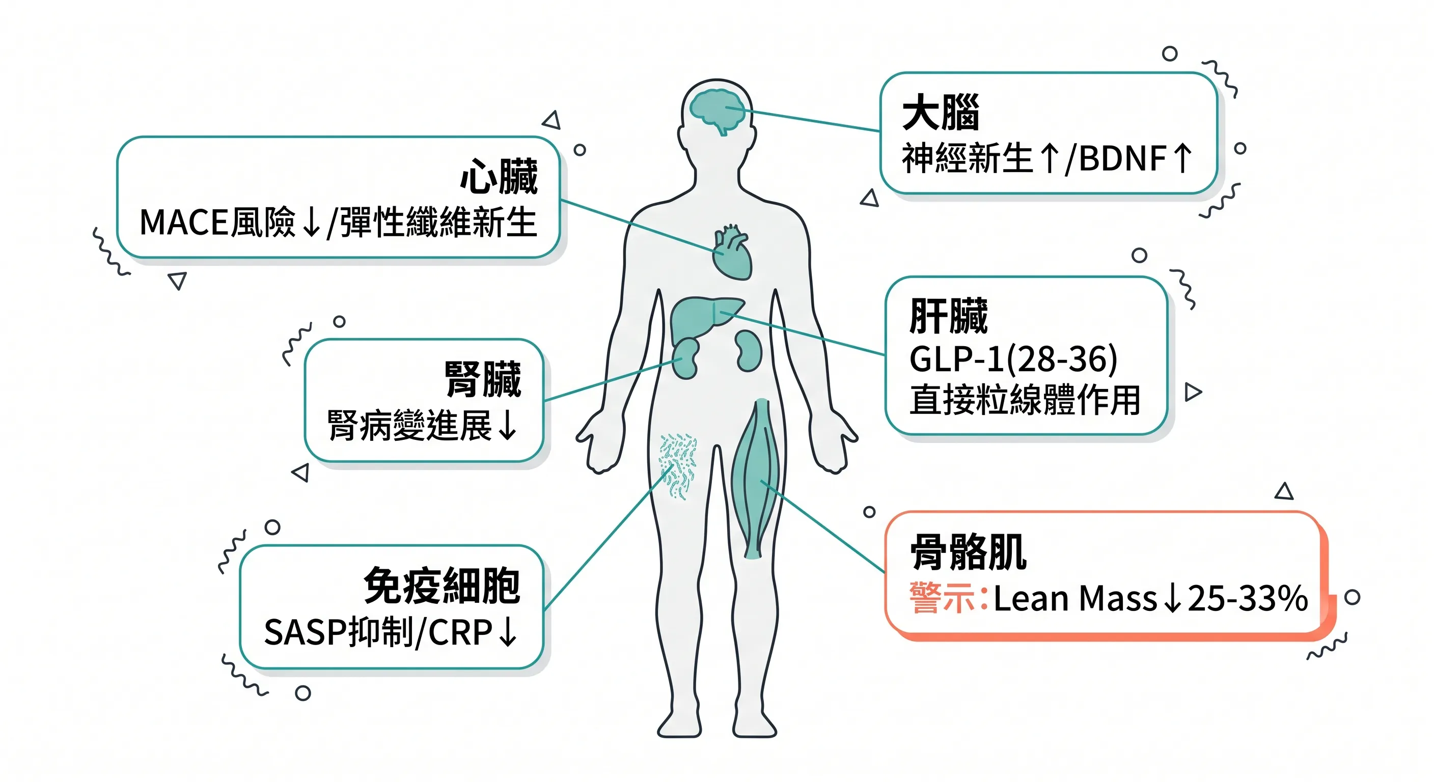 GLP-1全身影響