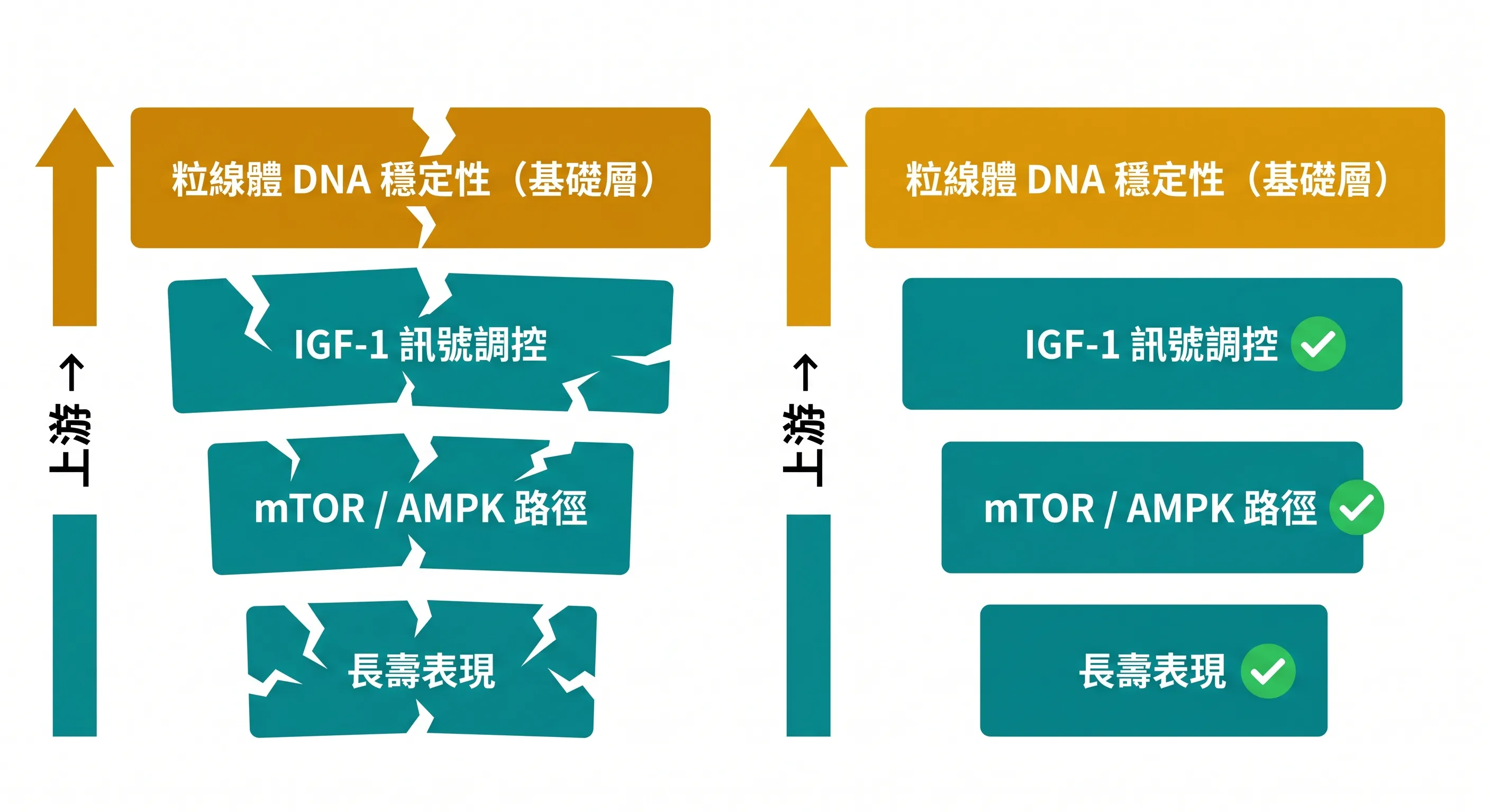 mtDNA穩定性