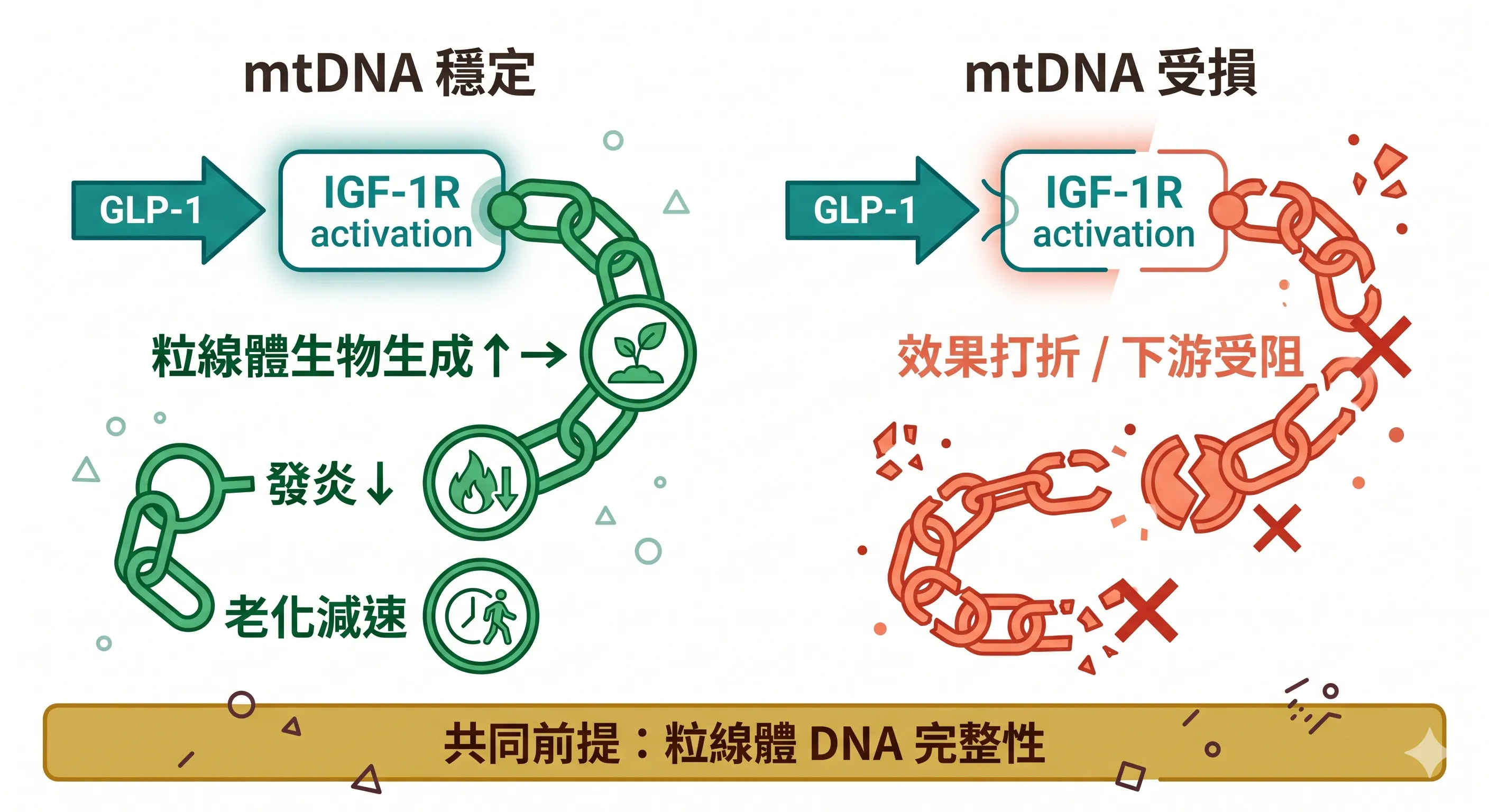 mtDNA穩定性